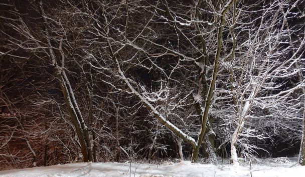 Hinterleuchteter Baum mit Schnee bedeckt gegen dunkle Bäume und Laternen. Parkszene. Nachtschuss. - Foto, Bild