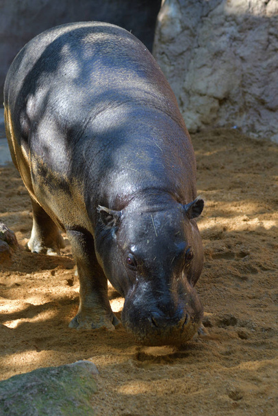 Pygmy Hippopotamus luonnonpuistossa - Choeropsis liberiensis
 - Valokuva, kuva