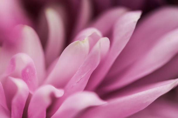 Abstract floral background, pink chrysanthemum flower. Macro flo - Foto, Imagen
