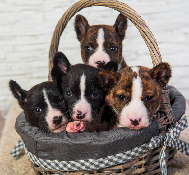 Τέσσερα αστεία μικρά μωρά Basenji κουτάβια σκυλιά - Φωτογραφία, εικόνα