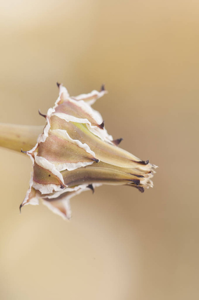 Reichardia espécies falso semeadura bela flor amarela com o centro da cor encarnada
 - Foto, Imagem