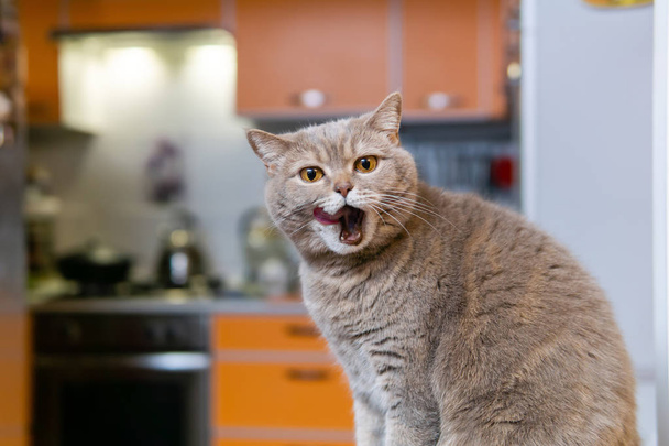 skotský rovný kočka olizuje ústa plná po jídle - Fotografie, Obrázek