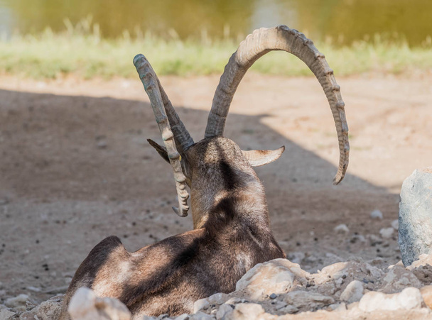 Egy vadállat núbiai Ibex nagy szarvú - Fotó, kép