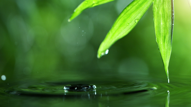 Super slow motion of dropping water with palm leaf, spa and wellness concept. Filmed on very high speed cinema camera, 1000 fps. - Footage, Video