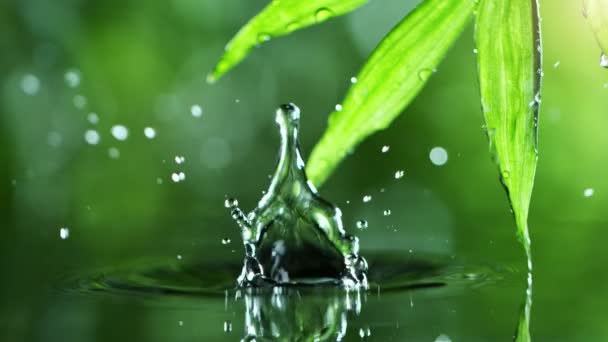 Super zpomalení kapání vody s palmovým listem, lázeňskou a wellness koncepcí. Natočeno na vysokorychlostní kameře, 1000 snímků za sekundu. - Záběry, video