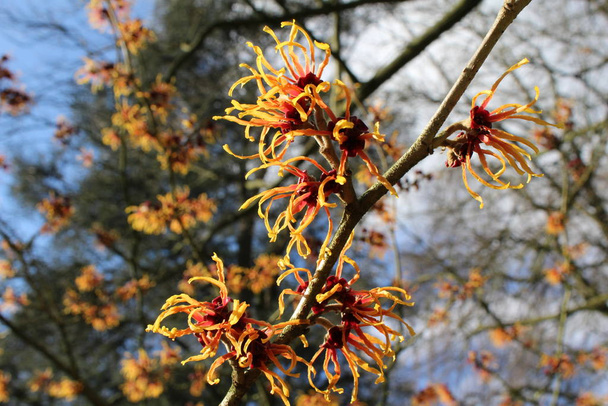 die sonnenbeschienenen Blüten von hamamelis mollis, auch bekannt als chinesische Hexenhasel, ein winterblühender Strauch aus China. in einem natürlichen Outdoor-Umfeld mit Kopierraum. - Foto, Bild
