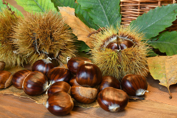 Closeup on chestnuts and curly with green leaves. Raw chestnuts for Christmas. - Photo, Image
