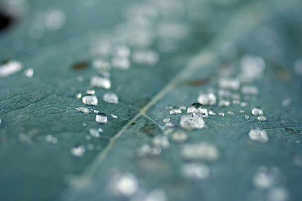 Raindrops on a green leaf - Photo, Image