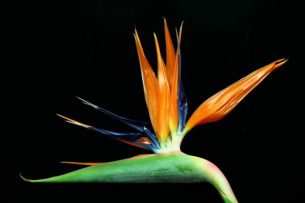 tropical orange strelizie flower, Bird of paradise flower - Φωτογραφία, εικόνα