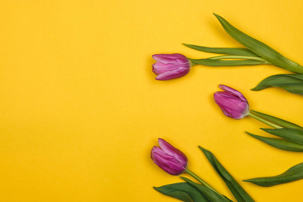 three pink, purple tulips from side on yellow background - Foto, Imagen