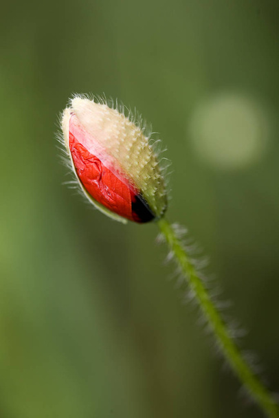 close-up view of beautiful wild poppy flowers - Fotó, kép