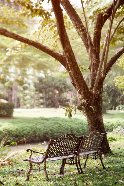 Bench under tree in the green garden with sun light. - Foto, afbeelding