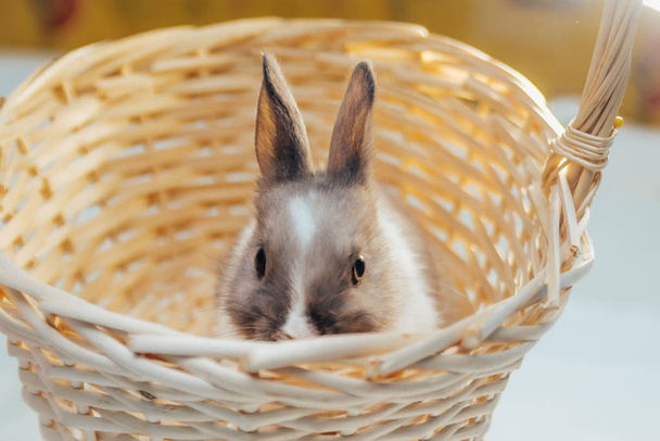 little bunny in wicker basket - Φωτογραφία, εικόνα