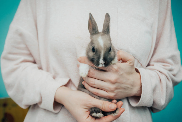 Gri tavşanı tutan kız.  - Fotoğraf, Görsel