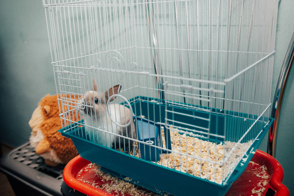 casa jaula de conejo
  - Foto, imagen
