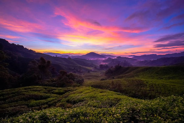 Яскравий Камерон Високі сонячні гори Колір чайних плантаційних полів  - Фото, зображення