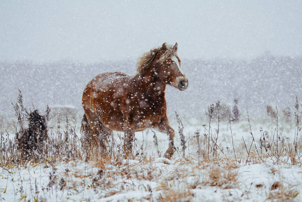 un caballo en invierno hokkaido
 - Foto, Imagen