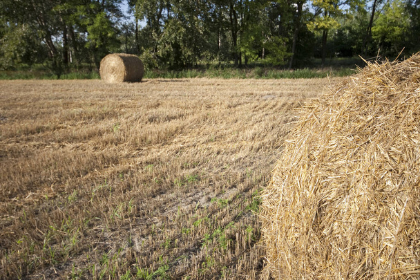 Соломенные тюки на собранном поле в Венгрии
 - Фото, изображение