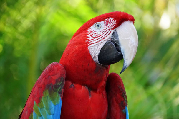 Közelkép egy gyönyörű és színes skarlát arapagáj papagáj - Fotó, kép