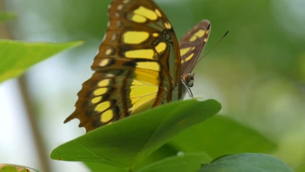 Gyönyörű trópusi pillangó zöld levél - Felvétel, videó