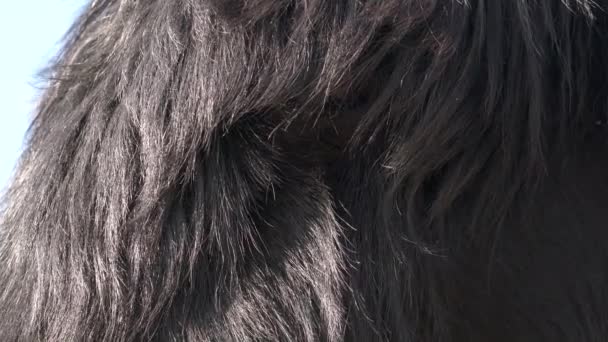 Futro długowłosego czarnego zwierzęcia. Futro jest gęsty wzrost włosów pokrywa skórę zwierząt. Włosy strażnika utrzymuje wilgoć i underfur działa jako koc izolacyjny, który utrzymuje zwierzę ciepłe. Ciemny 4k zbliżenie makro powierzchnia naturalne natura prawdziwe  - Materiał filmowy, wideo