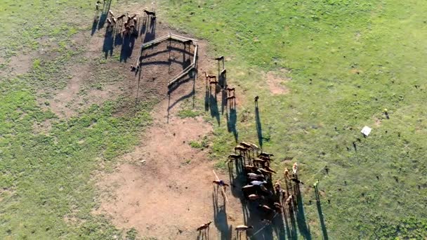 Catch and tame free horses. Horse breeding run herd of wild horses running. Animals may be tieding to a long tightrope. Training housebreak sitter hostler domesticate lasso halter tying standing runs. - Footage, Video