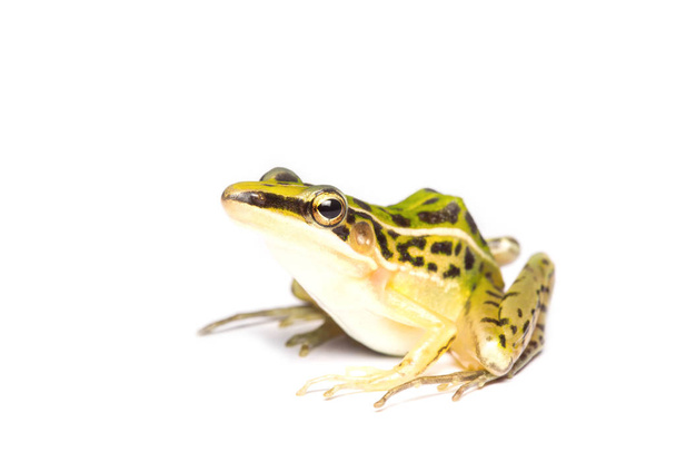 Krásná, společná zelená vodní žába. izolovaný na bílém backgrounu - Fotografie, Obrázek