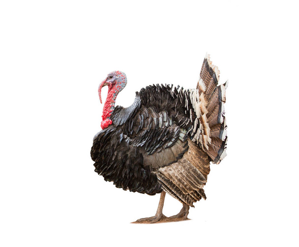 turkey isolated on the white background.  - Photo, Image