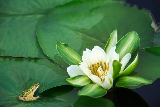 Beautiful white lotus flower with water droplets on the petals b - Photo, Image