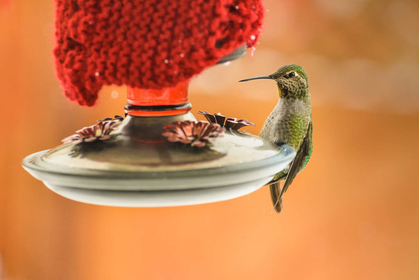 Nainen Annas Hummingbird, Calypte anna, ruokinta lämmitetty eristetty takapihalla punainen lasi syöttölaite talvella
 - Valokuva, kuva