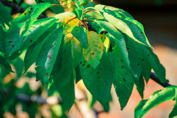 Zbliżenie liścia wesołego z brązowymi plamkami spowodowanymi chorobami grzybiczymi - Zdjęcie, obraz