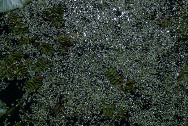 Photo de fond avec l'asclépiade poussant dans un lac. la photo a été prise la nuit
 - Photo, image