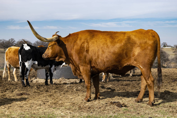 Profil velké hnědé krávy Longhorn na pastvinách - Fotografie, Obrázek