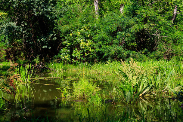 Močál v zeleném opadavých lesích v létě - Fotografie, Obrázek
