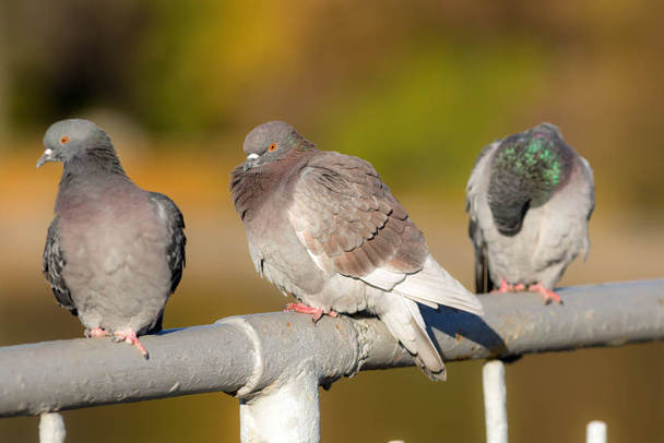 Tres palomas en un día soleado
 - Foto, imagen