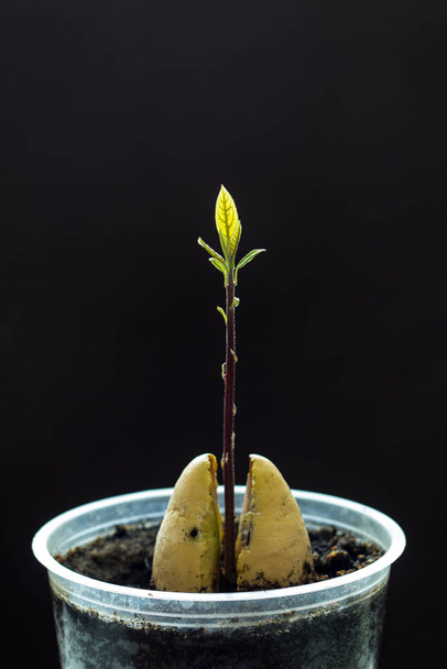 O fevereiro brota um abacate de sementes
 - Foto, Imagem