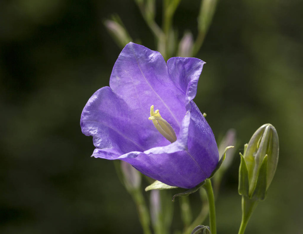 Flor violeta de flor do sino florescendo no jardim, close-up
 - Foto, Imagem