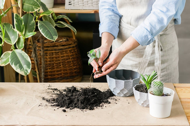 A woman is gardening near the window of the house, replanting a green plant in a pot. The concept of home gardening. - Photo, Image