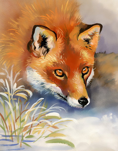 portret van een vos - Foto, afbeelding