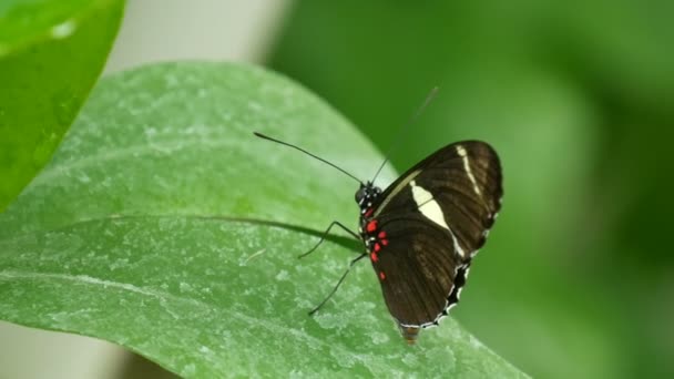 Gyönyörű trópusi pillangó ül egy zöld levél egy faágon, zöld háttér mellett - Felvétel, videó