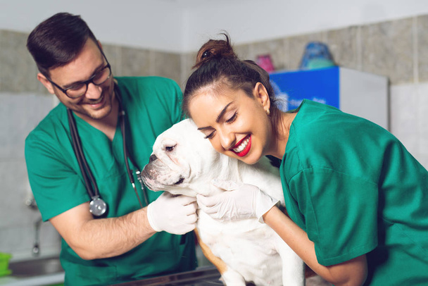 Two veterinary doctors with dog during the examination in veterinary clinic - Foto, Imagen