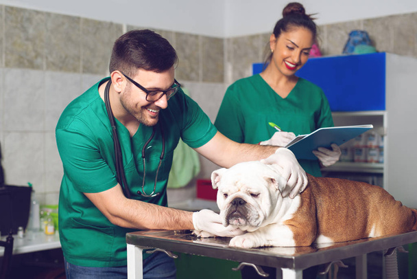Veterinarian and assistant in vet clinic at work. - Photo, Image