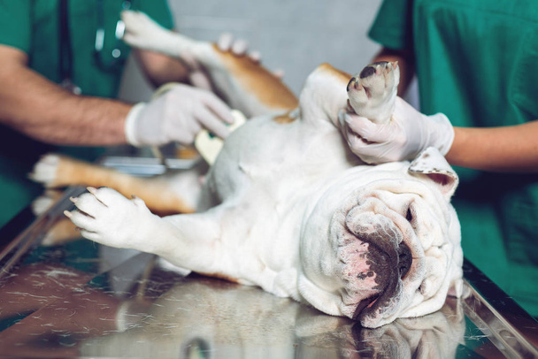 Veterinarian is doing ultrasound. View the puppy in the beautiful dog. - Фото, изображение