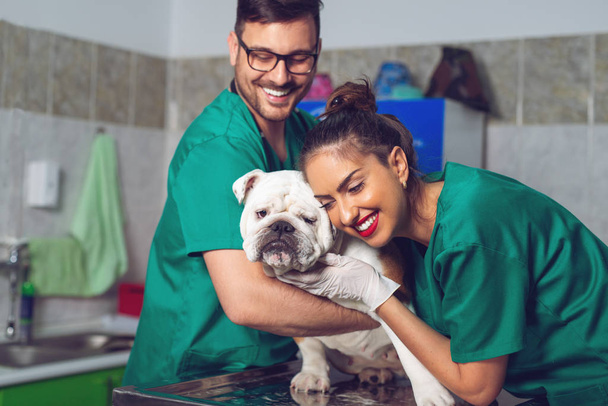 Two veterinary doctors with dog during the examination in veterinary clinic - Фото, зображення