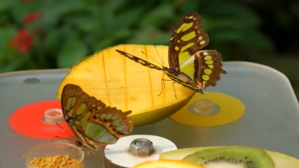 Krásný tropický motýl Siproeta steleny nebo malachit jíst sladké ovoce v blízkosti výhledu. Tenký motýlí nos sbírat nektar - Záběry, video