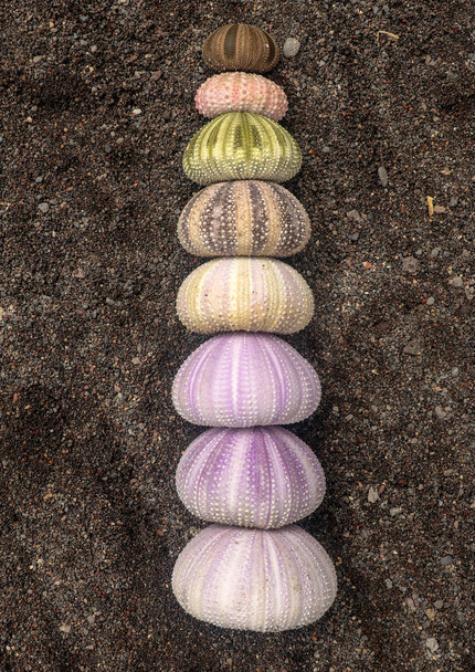 Mnohobarevné mušle ježků na mokrém černém sopečném písku. Varieta - Fotografie, Obrázek