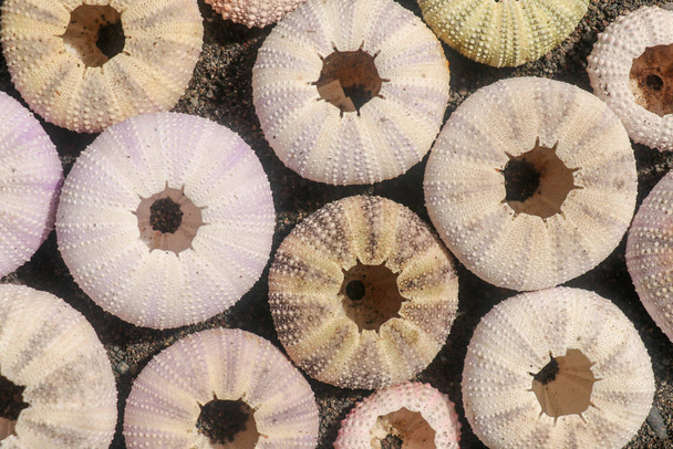 Mnohobarevné mušle ježků na mokrém černém sopečném písku. Varieta - Fotografie, Obrázek