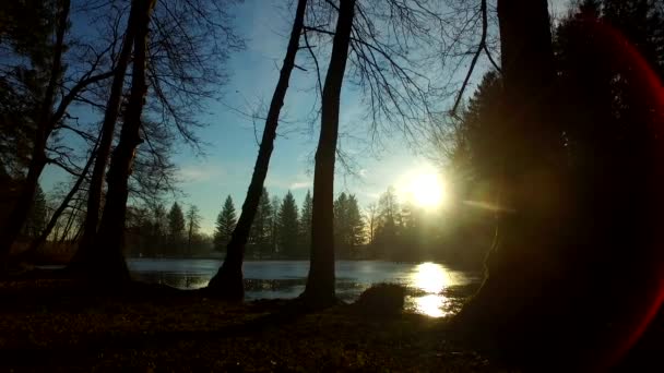 Aurinko ja sumu talvella kalju metsä. Varjot ja siluetit. - Materiaali, video