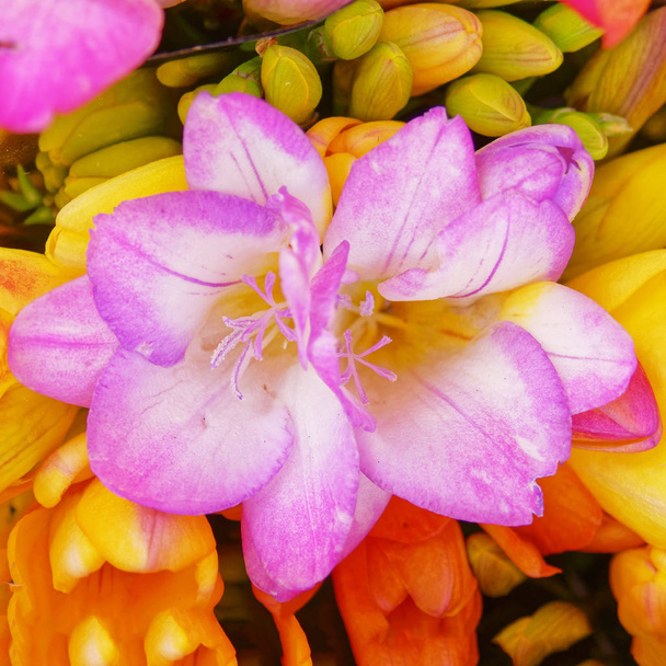 värikäs vaaleanpunainen freesia kukka lähikuva ylhäältä
 - Valokuva, kuva