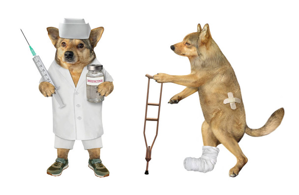 Dog vet with his patient - Photo, image
